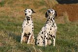 DALMATIEN 460